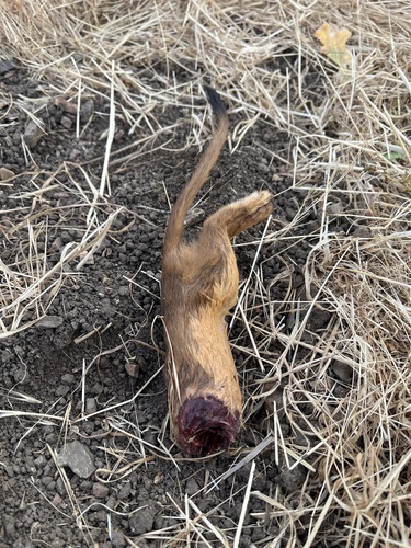 iNaturalist observation photo of Long-tailed Weasel