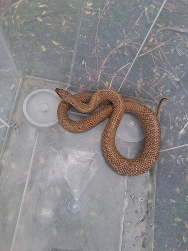 Yellow-bellied Liophis