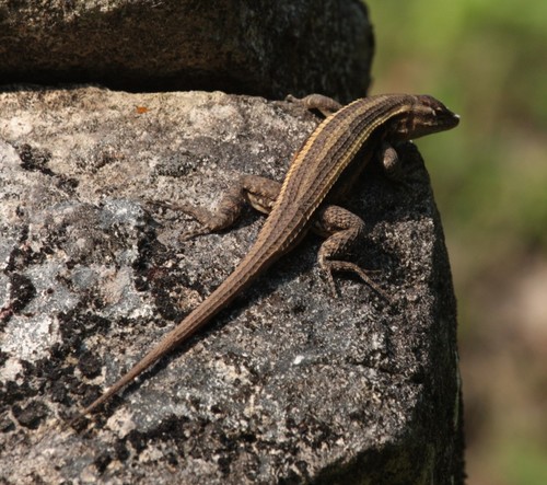 Teapen Rosebelly Lizard
