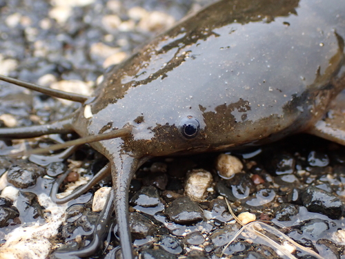 Clarias fuscus