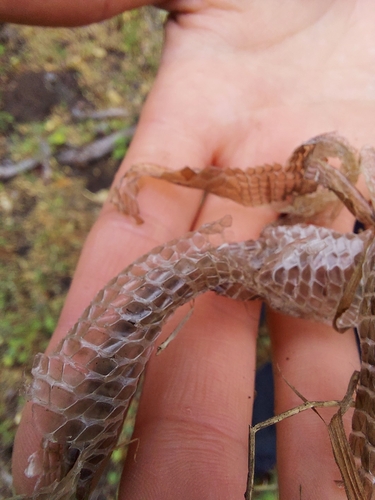 iNaturalist observation photo of Southern Alligator Lizard