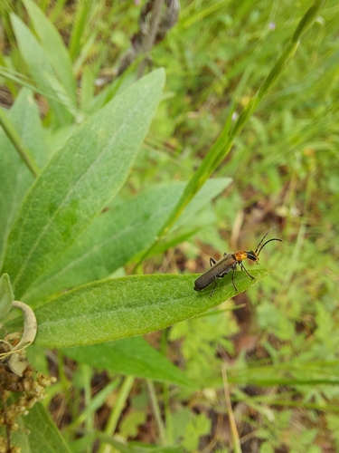 iNaturalist observation photo of Dichelotarsus