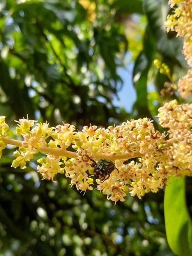 Clinteria coerulea