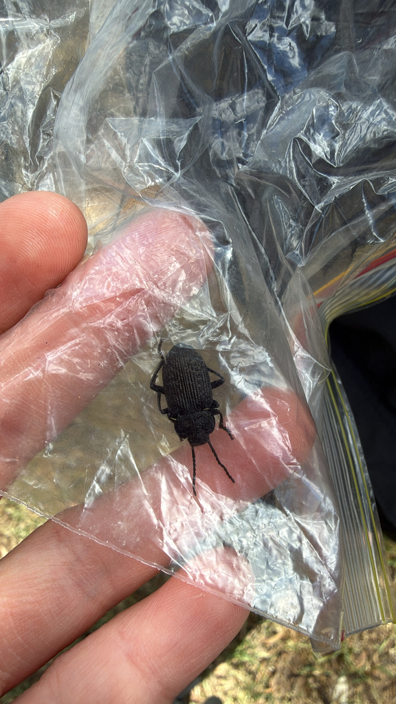 Adelium from Naroo Cct, Glen Davis, NSW, AU on April 12, 2026 at 11:07 ...