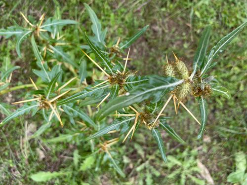 spiny cocklebur