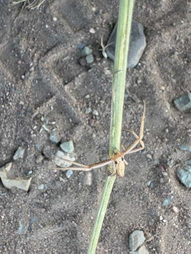 Pointy Runcinia