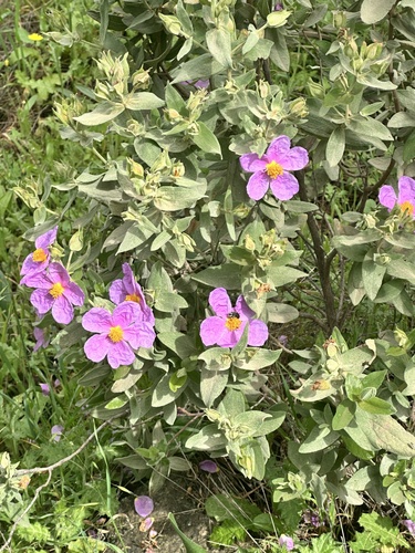 Avistamiento Cistus albidus