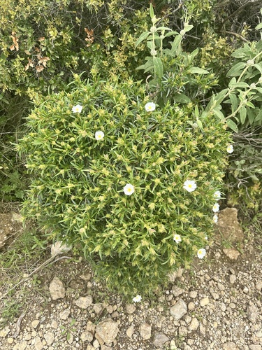Avistamiento Estepa negra (Cistus monspeliensis)