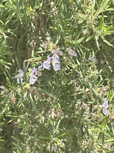 Avistamiento Salvia rosmarinus