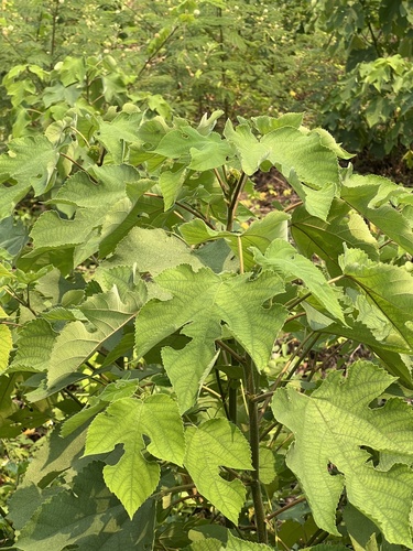 Paper mulberry
