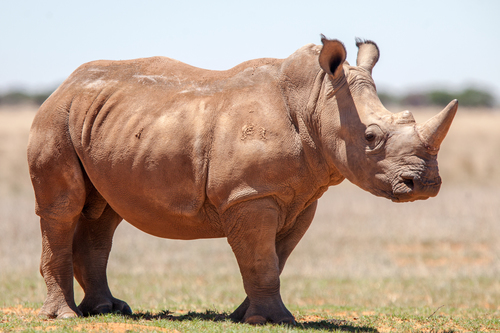 White Rhinoceros