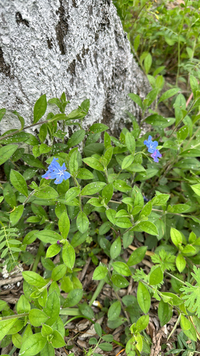 Aegonychon zollingeri
