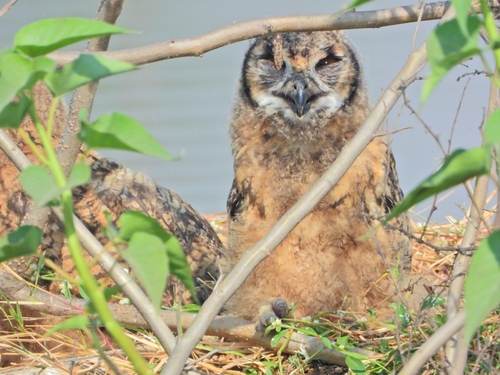 Rock Eagle-Owl