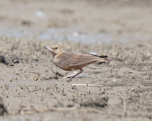 Rufous-tailed Lark