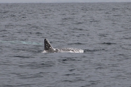 Grampus griseus