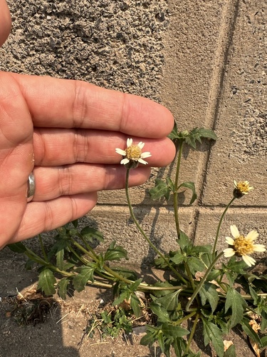Tridax Daisy
