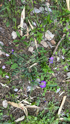 Gueldenstaedtia verna