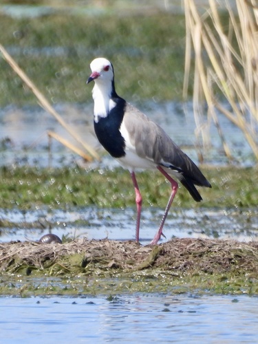 Long-toed Lapwing