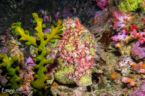 Antennarius commerson