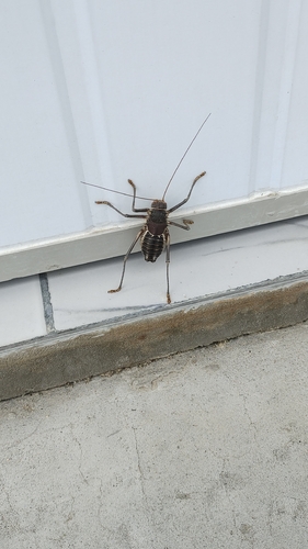 Brown Armoured Corncricket