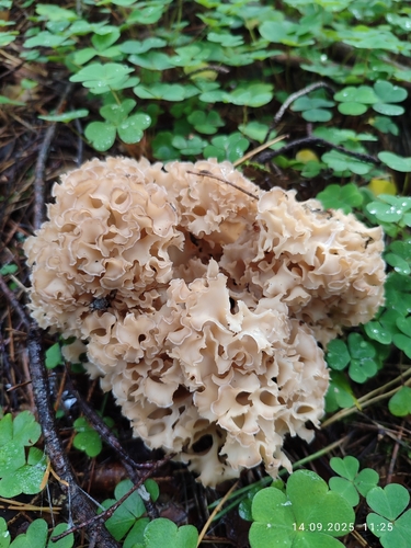 Cauliflower Fungus