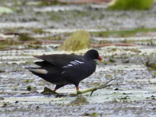 African Common Moorhen