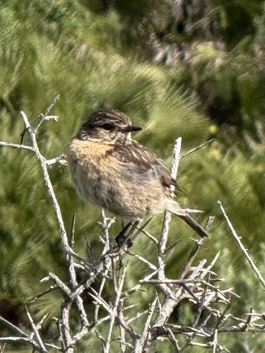 Avistamiento Saxicola rubicola