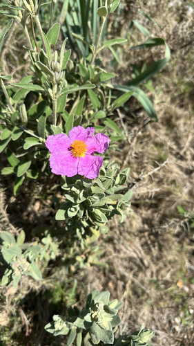 Avistamiento Cistus albidus