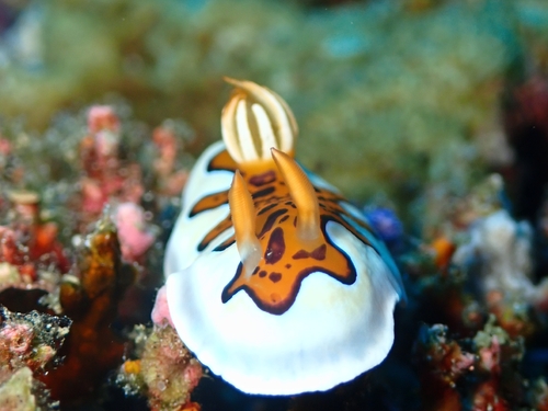 Goniobranchus gleniei