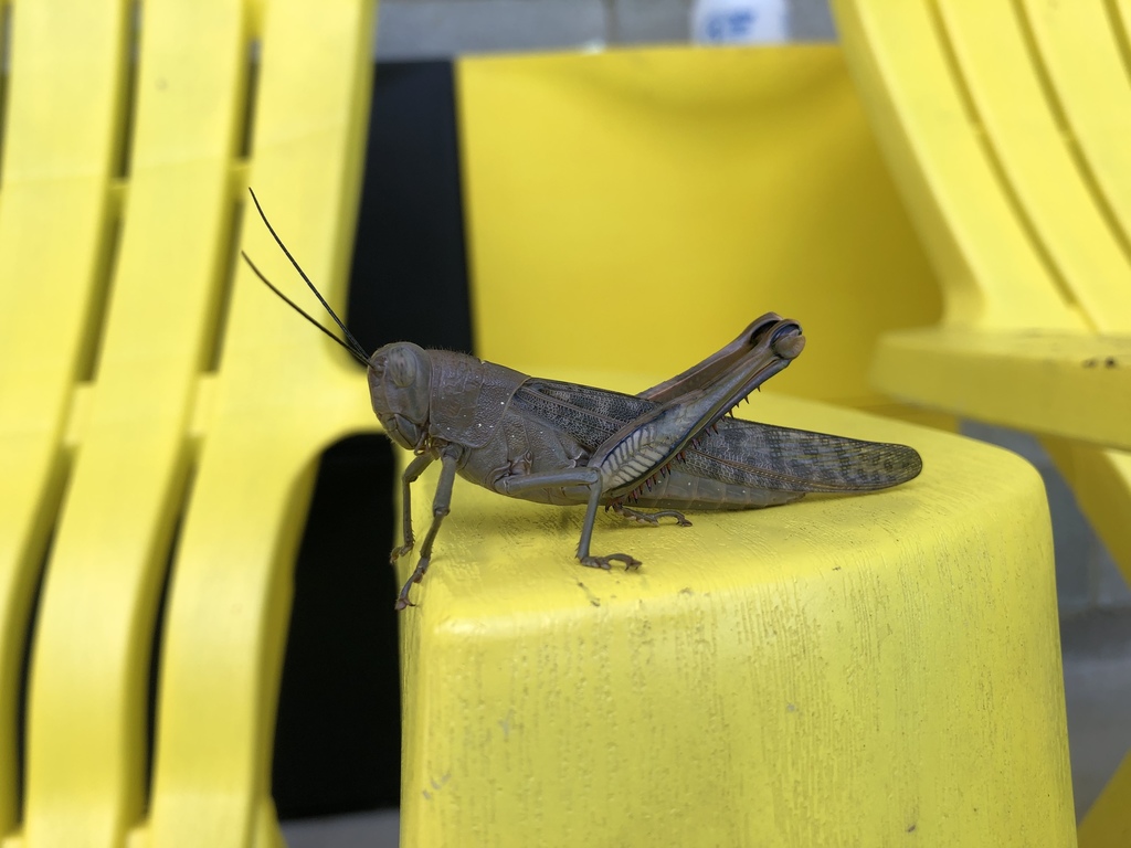 Giant Grasshopper In March 2020 By Sarah Slater · Inaturalist