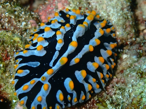Phyllidia varicosa