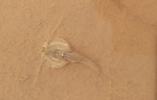 Asian Tadpole Shrimp
