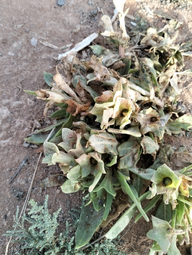 Egyptian henbane