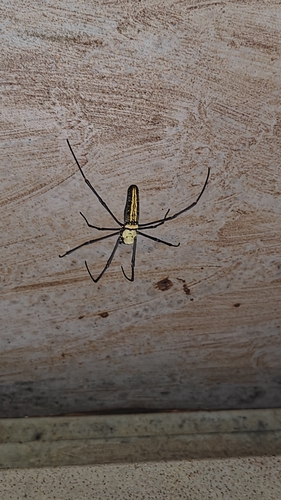 Giant Golden Orbweaver