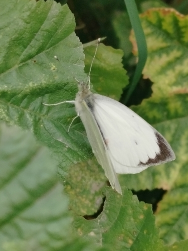 Large White
