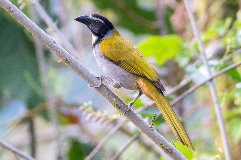 Black-headed Saltator photo
