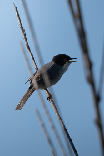Avistamiento Curruca cabecinegra