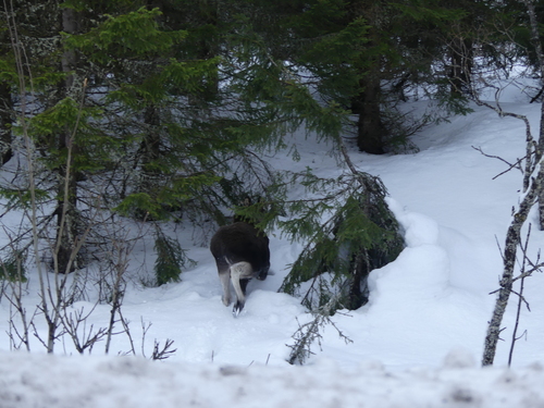 European Elk