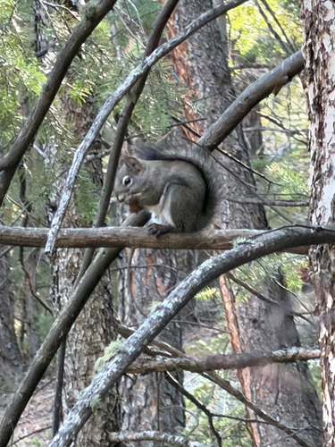 Fremont's Squirrel observed by ranger_alex