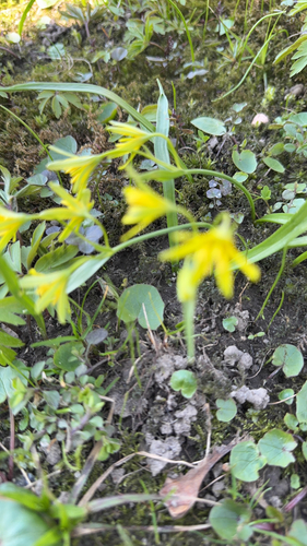 Yellow Star-of-Bethlehem