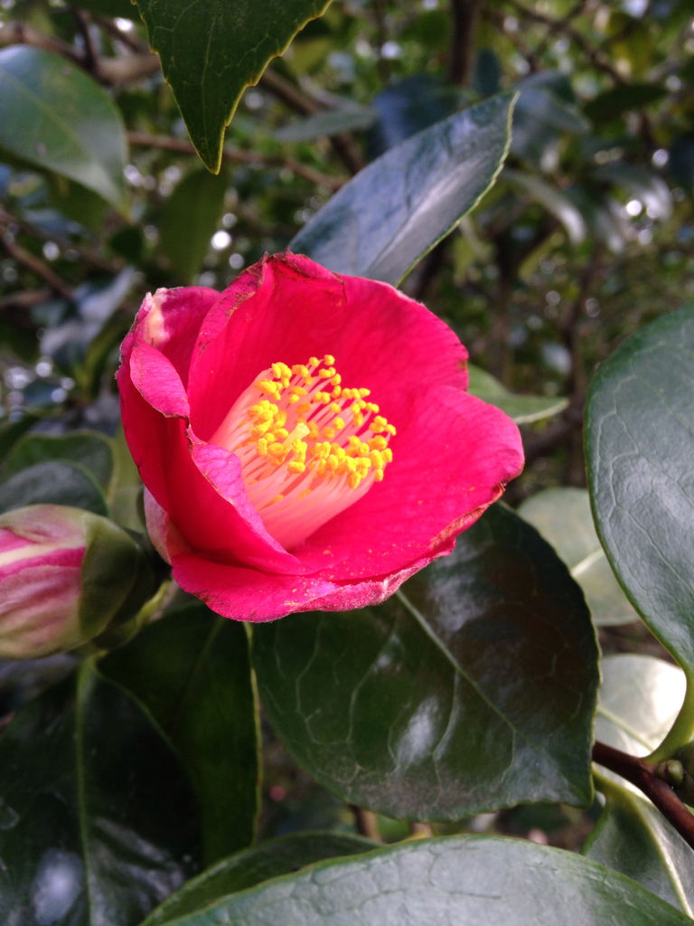Camelia Japonesa (Camellia japonica) · NaturaLista Mexico