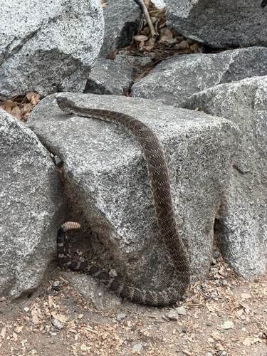 iNaturalist observation photo of Northern Pacific Rattlesnake