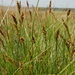 Carex appropinquata - Photo (c) wojtest, όλα τα δικαιώματα διατηρούνται, uploaded by wojtest