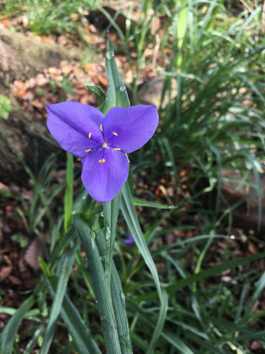 Zigzag Spiderwort (Tradescantia subaspera) · iNaturalist
