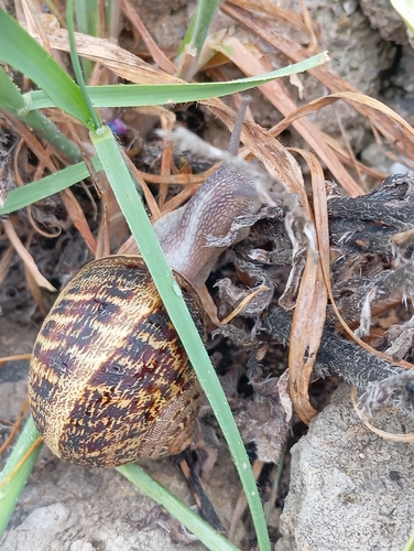 Cornu aspersum