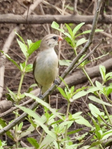 Pin-tailed Whydah