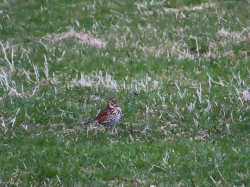 Song Thrush