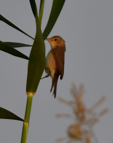 Marsh Warbler