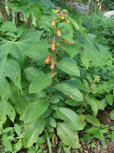 Sinningia incarnata