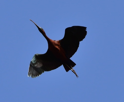 Glossy Ibis